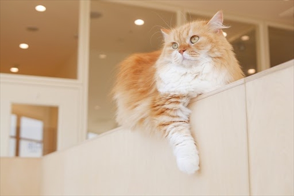 ハワイに「キャットカフェMOFF」をオープン予定の矢口さんに